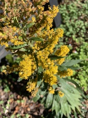 Solidago