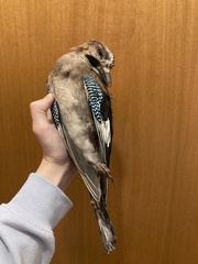 Garrulus glandarius graecus