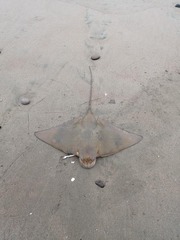 Myliobatis peruvianus