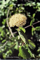 Viburnum ellipticum