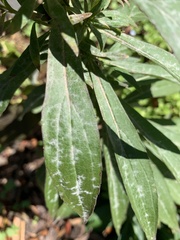 Solidago