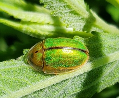 Physonota unipunctata