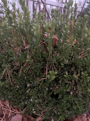 Buxus