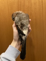 Garrulus glandarius graecus