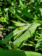 Physonota unipunctata