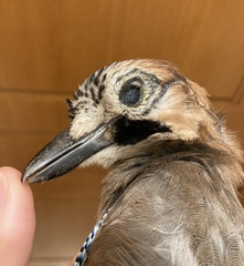 Garrulus glandarius graecus