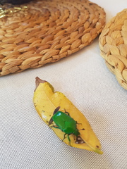 Ischiopsopha wallacei