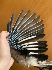 Garrulus glandarius graecus