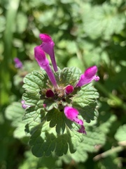 Lamium amplexicaule