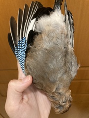 Garrulus glandarius graecus