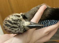 Garrulus glandarius graecus