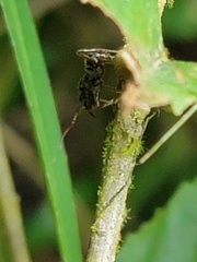 Aculeata