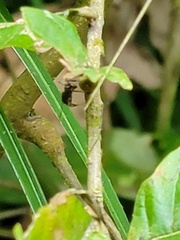 Aculeata