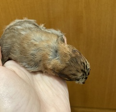 Garrulus glandarius graecus