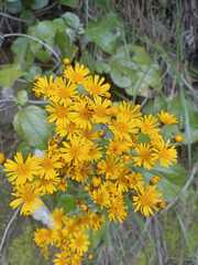 Pilosella caespitosa