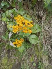 Pilosella caespitosa