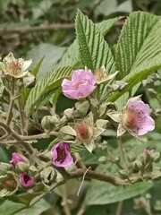 Rubus niveus