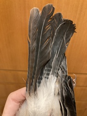 Garrulus glandarius graecus
