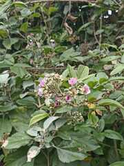 Rubus niveus