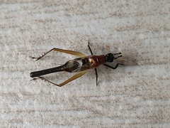 Homoeoxipha lycoides