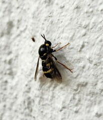 Leucopsina burnsi