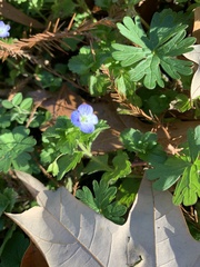 Veronica persica