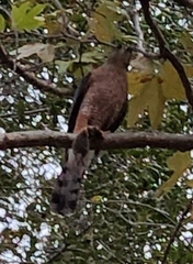 Accipiter cooperii