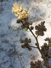 Sida cordifolia
