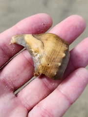Ranella australasia