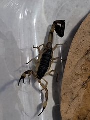 Centruroides
