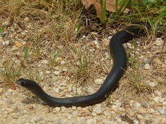 Coluber constrictor constrictor