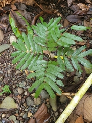 Pentaclethra macroloba