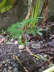 Pentaclethra macroloba