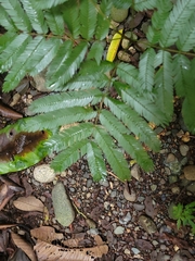 Pentaclethra macroloba