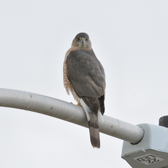 Accipiter cooperii