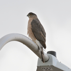 Accipiter cooperii