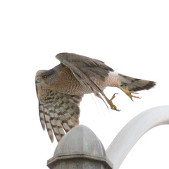 Accipiter cooperii