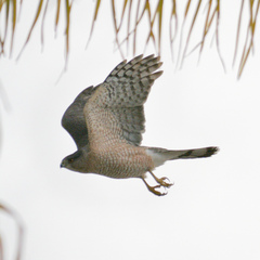 Accipiter cooperii