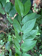 Lonicera hypoglauca