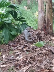 Caiman crocodilus fuscus