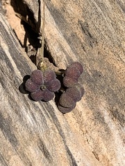 Glochidion acuminatum