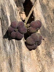 Glochidion acuminatum