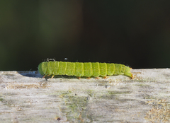 Panopoda