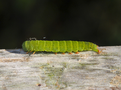 Panopoda