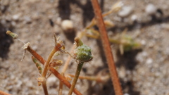 Kallstroemia californica