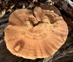 Trametes coccinea