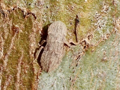 Ledromorpha planirostris
