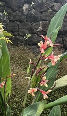 Canna indica
