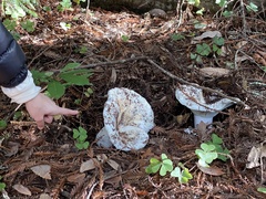 Russula brevipes
