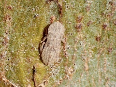 Ledromorpha planirostris